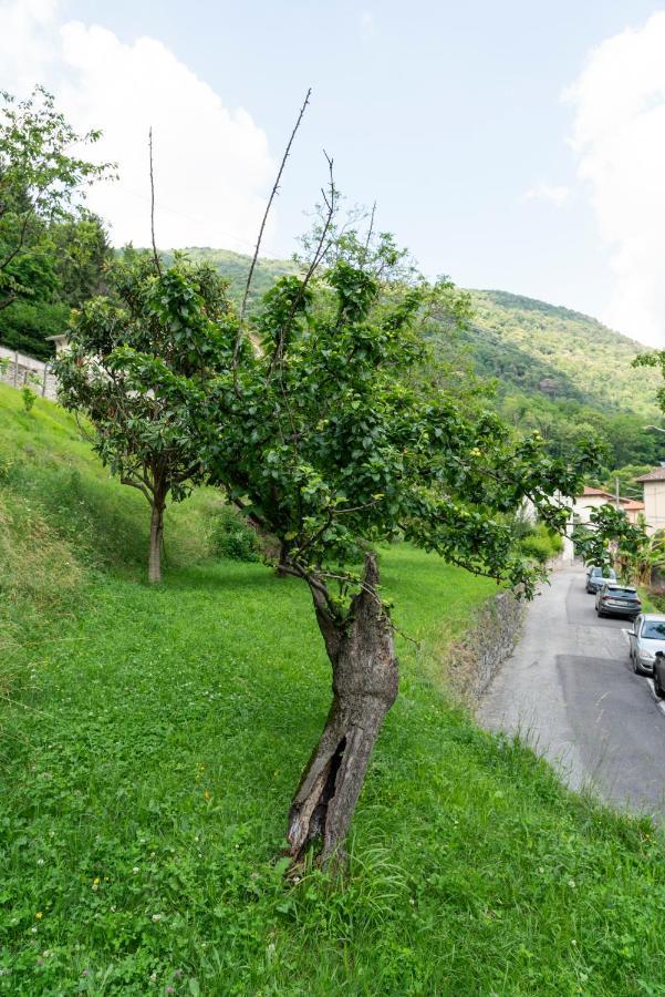 Lago Maggiore A 10 Minuti "Cascina Lavanda" Casalzuigno Eksteriør billede